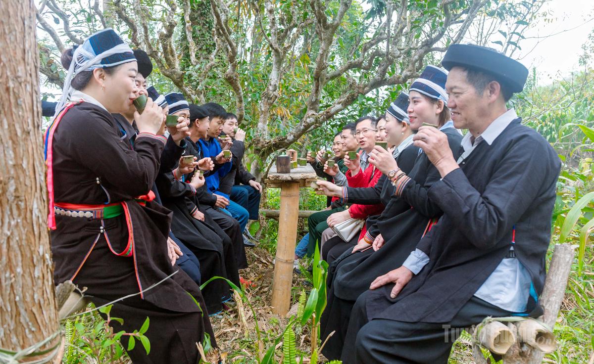 Du khách hòa vào bản sắc văn hóa dân tộc Dao và thưởng thức trà shan tuyết cổ thụ ở xã Tân Tiến.