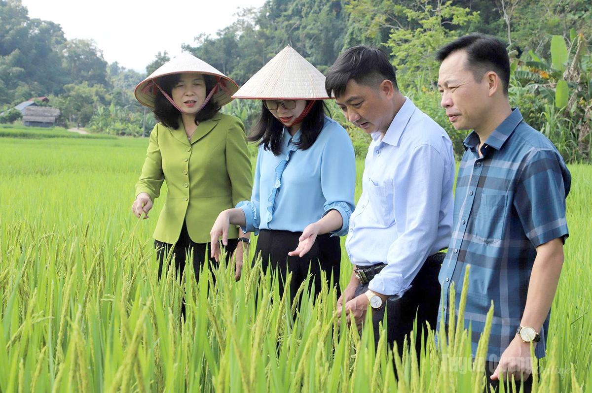 Đồng chí Phạm Thị Minh Xuân và các thành viên Đoàn giám sát thăm mô hình giống lúa chất lượng cao lúa nếp hữu sản diện tích 13,45ha với 48 hộ tham gia của xã Liên Hiệp.