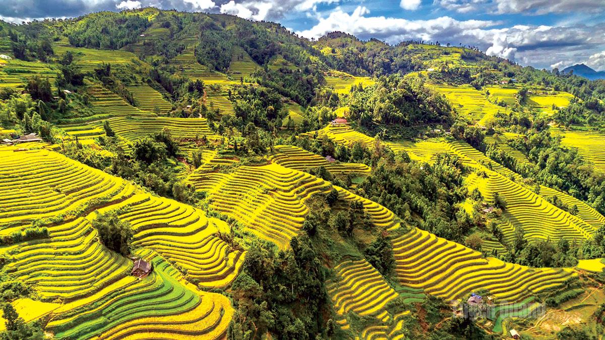 Thôn Tả Sử Choóng, xã Nậm Dịch mùa lúa chín, nổi bật giữa những dãy núi trùng điệp.