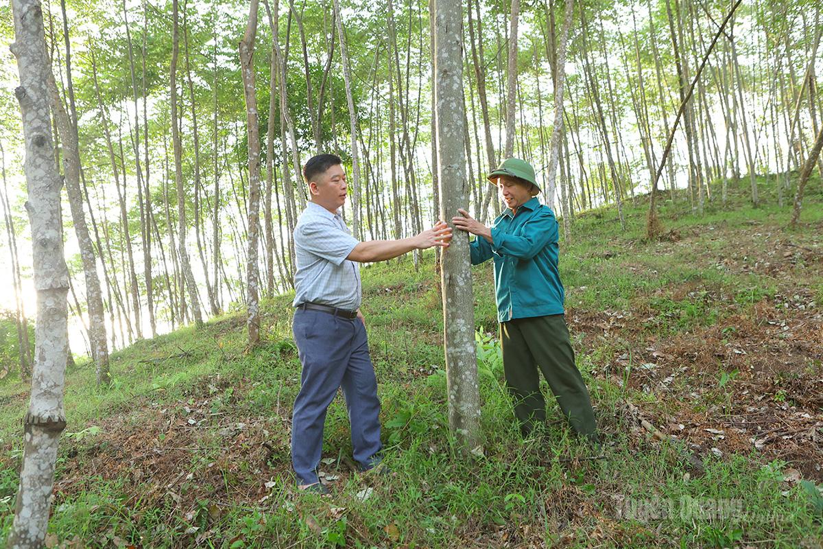 Ông Lục Văn Hành (bên phải), NCUT thôn Chắng Hạ, xã Hòa An kiểm tra diện tích rừng bồ đề của gia đình.