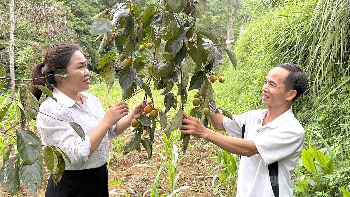 Vườn hồng không hạt của gia đình ổng Lường Đức Pao, thôn Bản Âm, xã Hồng Thái đang độ thu hoạch cho giá trị kinh tế cao.