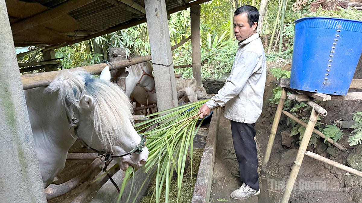 Mô hình kinh tế nuôi ngựa được nông dân xã Hồng Thái lựa chọn để phát triển kinh tế.