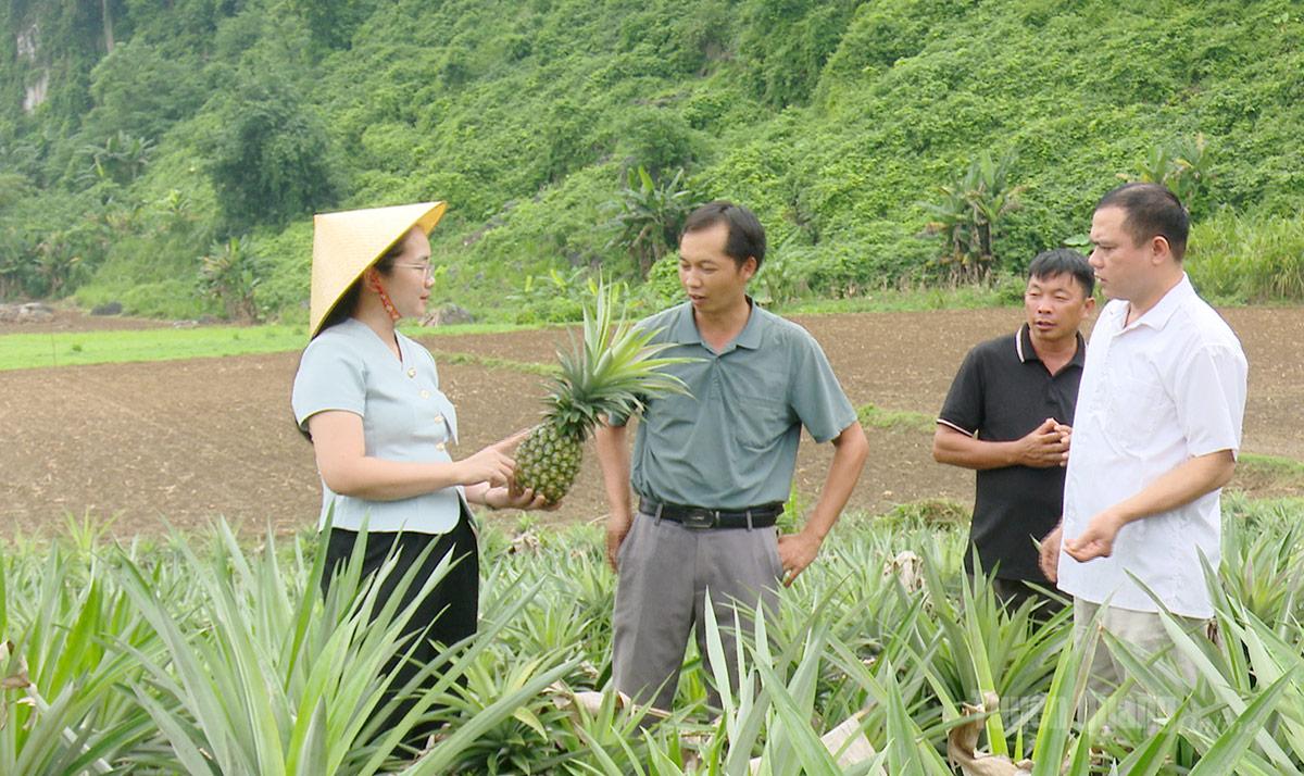 Đồng chí Chẩu Thị Khuyên, Phó Bí thư Đảng ủy, Chủ tịch UBND xã Minh Quang tham quan, khảo sát mô hình trồng dứa.