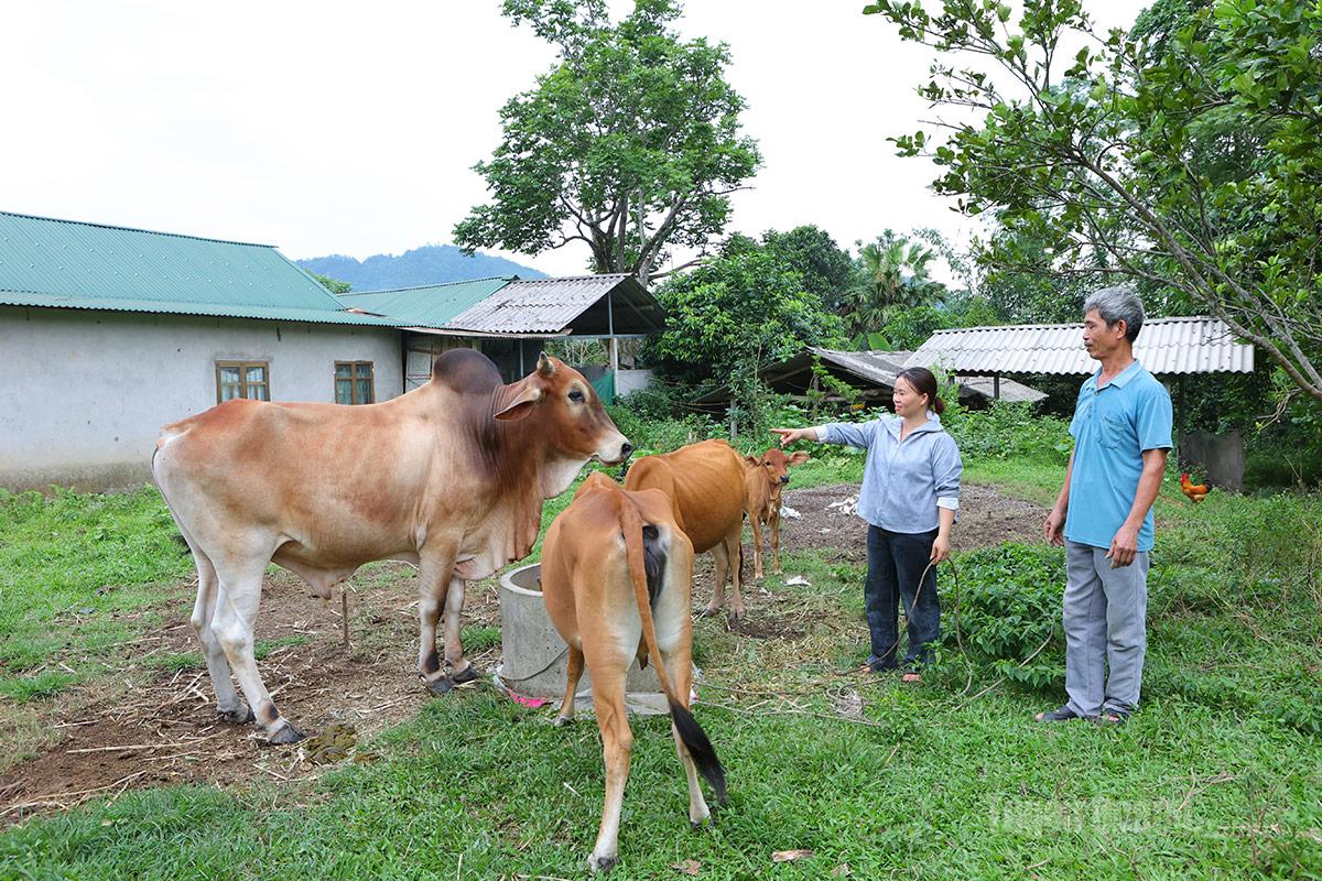 Nông dân xã Minh Quang phát triển chăn nuôi từ nguồn vốn hỗ trợ sản xuất.