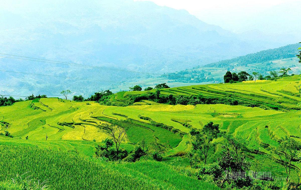 Những thửa ruộng bậc thang của thôn Khâu Tràng, xã Hồng Thái sẵn sàng cho Lễ hội mùa vàng xã Hồng Thái năm 2026.