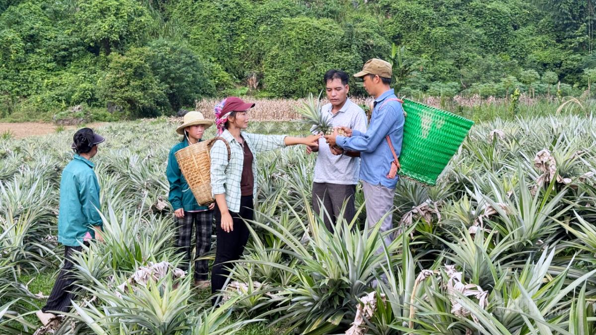 Nhiều diện tích đất đồi dốc tại thôn Bó Ngoạng được phủ xanh bởi mô hình trồng dứa hàng hóa.
