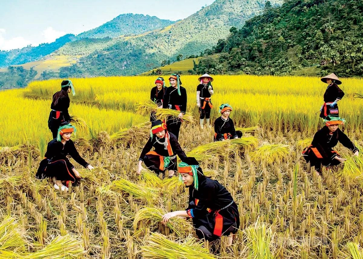 A young Dao woman from Xa Phin Village, Thanh Thuy Commune, harvests rice on the terraced fields.