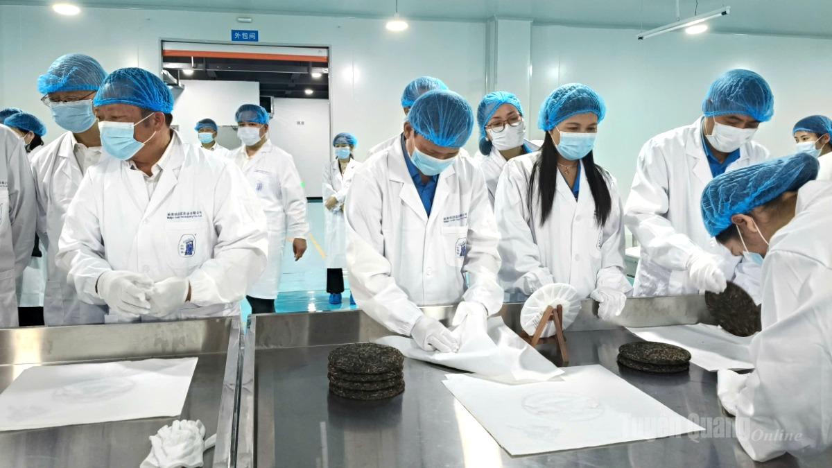Giao lưu kỹ thuật chế biến, sản xuất trà cổ thụ tại Công ty TNHH Trà Vận Lâm, huyện Malipho.