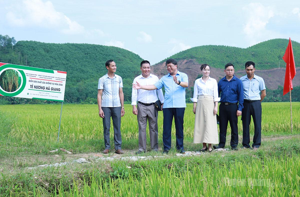 Đồng chí Hà Trung Kiên, Phó Chủ tịch Thường trực Ủy ban MTTQ tỉnh khảo sát mô hình lúa tẻ nương tại thôn Tân An, xã Quang Bình.