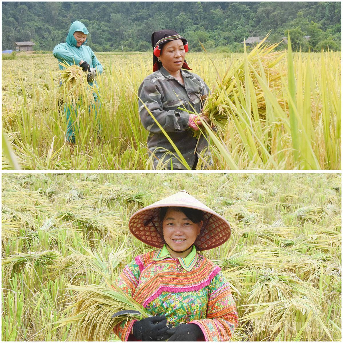 Đến với ngày hội, xuống đồng gặt lúa cùng đồng bào dân tộc bản địa là trải nghiệm thú vị.