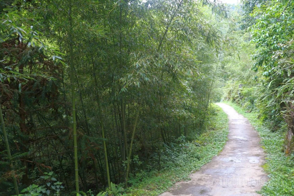 Further inside, a bamboo forest lining the road gives anyone who ventures here an unmistakable sense of mystery.