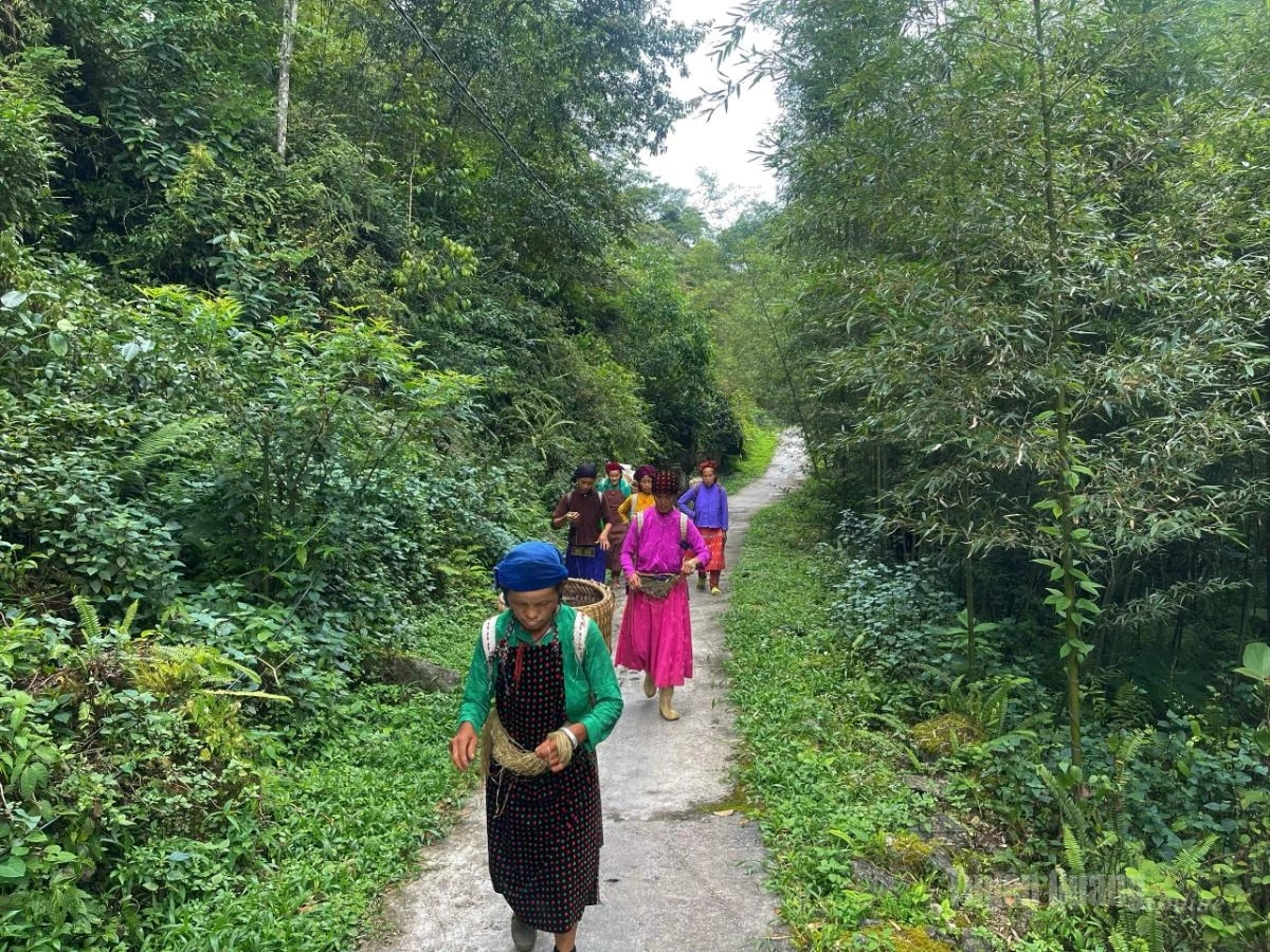 Women from Sao Ha Village are a familiar sight here.