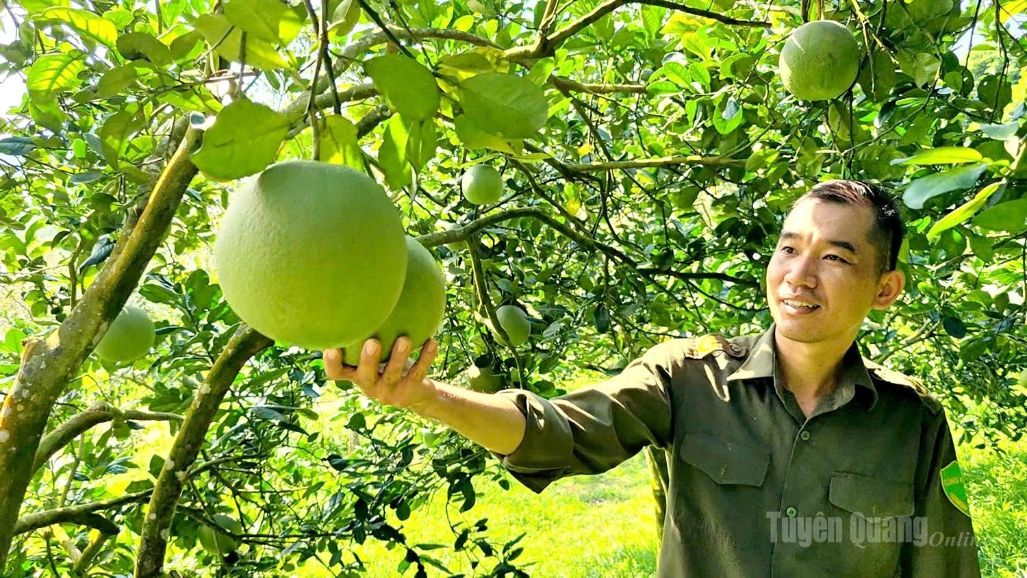 Dien pomelos are highly valued, with large and heavy fruit, and are expected to begin entering the market in early October.The sweet pomelo variety, which ripens to a bright golden yellow, was harvested and sold from early September, coinciding with the Mid-Autumn Festival.