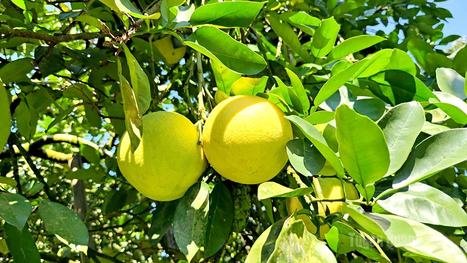 Giống bưởi ngọt chín vàng ruộm, đã được thu hái và tiêu thụ từ đầu tháng 9, đúng dịp Tết Trung thu.