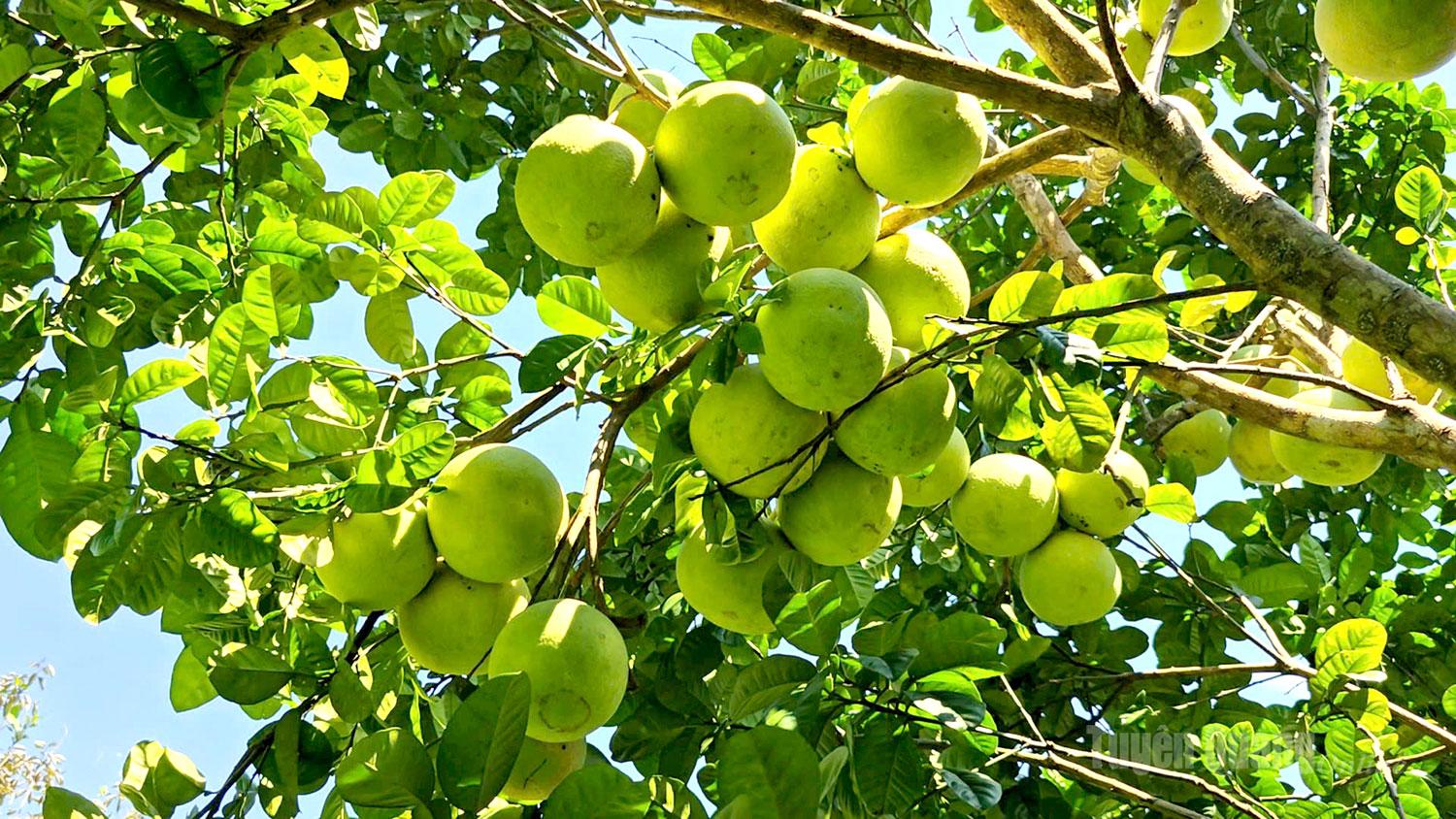 Bưởi ngọt lá nhăn, một giống bưởi với những chùm quả trĩu chịt, được người dân Xuân Vân trồng và xuất bán rộng rãi trên thị trường.