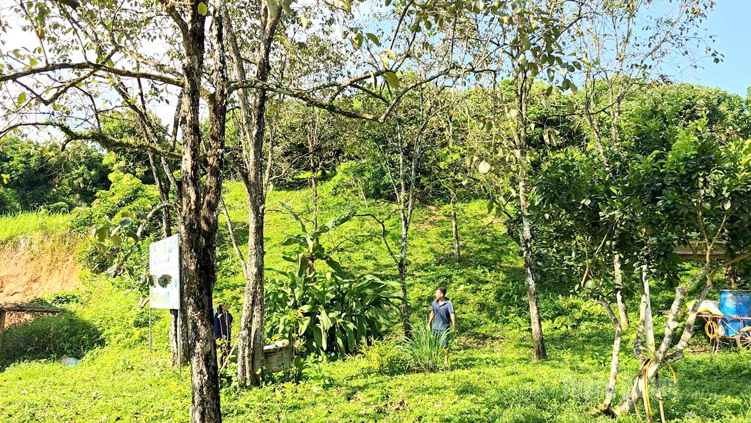 Mô hình thâm canh hồng ngâm đặc sản của gia đình anh Hứa Văn Lâm, xã Xuân Vân.