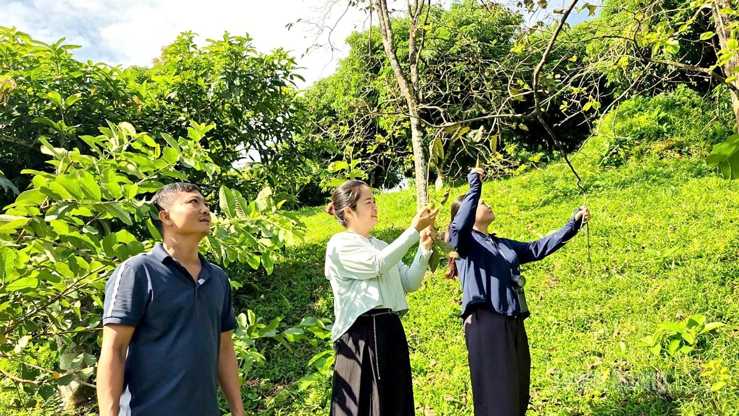 Visitors can explore the orchards, pick the fruit themselves, and buy it as a gift.