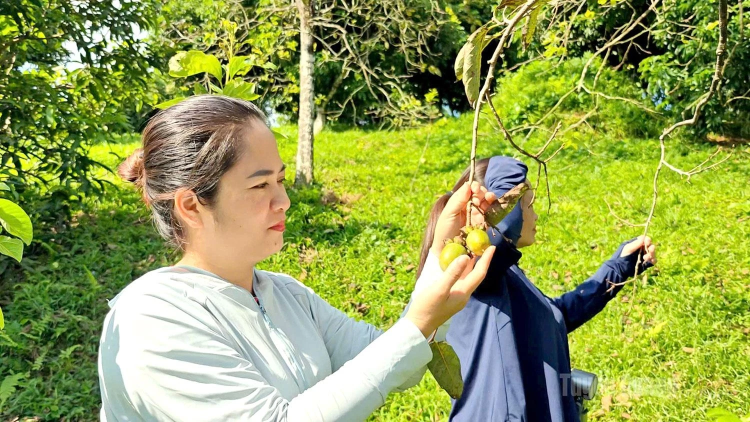 Xuan Van persimmons are harvested from August to around October in the lunar calendar (approximately September to November in the Gregorian calendar).