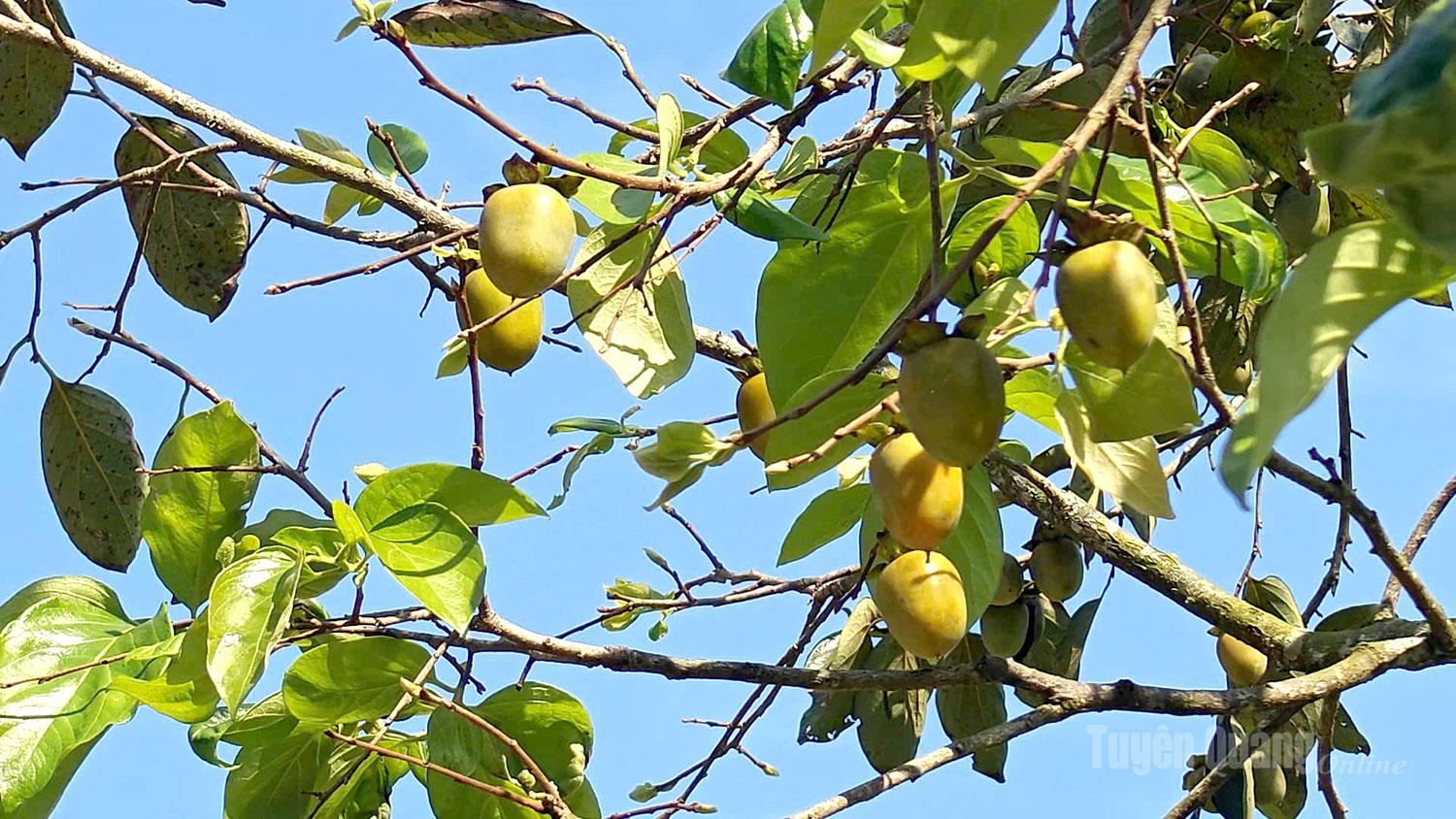 Quả hồng Xuân Vân có vị ngọt thanh, giòn thơm đặc trưng. Trái không có hạt, thịt quả chắc và vàng óng.