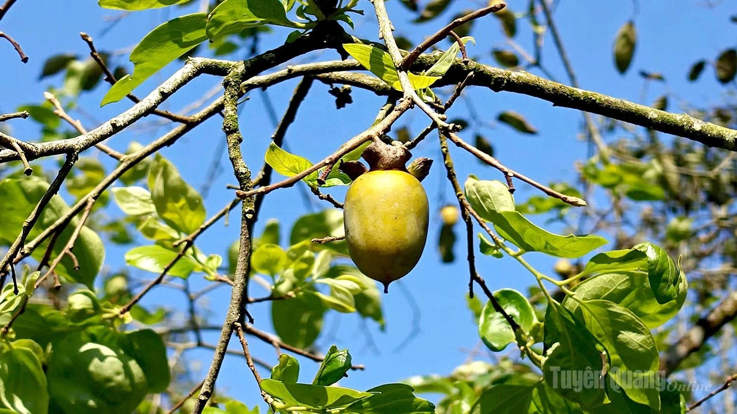 Under the autumn sunshine, the fruit accumulates more sugar and develops a richer sweetness after being soaked in clean water using a traditional method to remove its astringency before consumption.