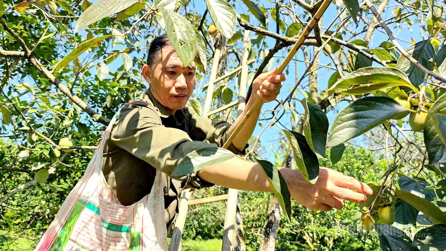 As the trees are tall and the fruit is difficult to harvest, hired pickers can earn a relatively good income, receiving an average of VND 7,000 - VND10,000 per kilogram of fruit harvested.