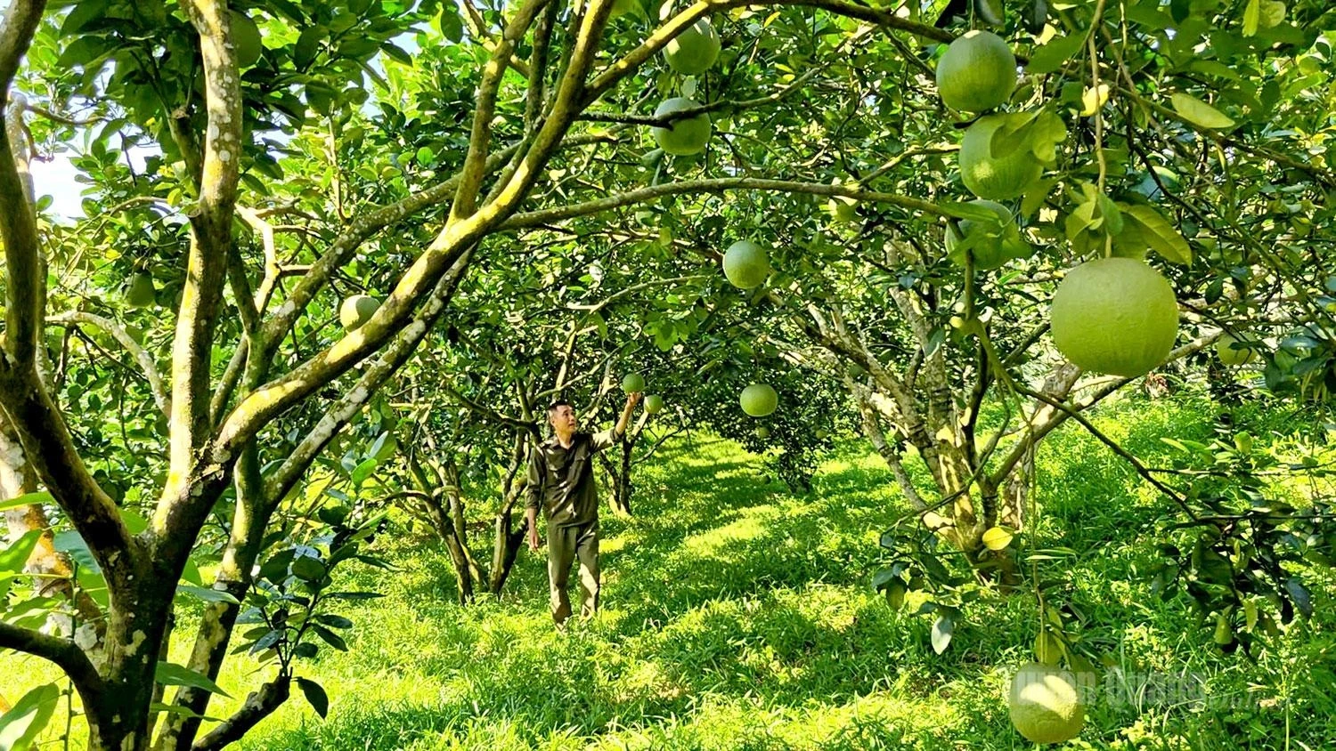 After two years affected by natural disasters, pomelo orchards across Xuan Van Commune have recovered and are now laden with fruit.