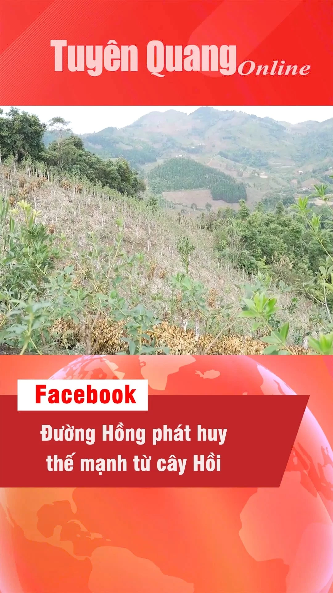 Đường Hồng ph&aacute;t huy thế mạnh từ c&acirc;y Hồi
