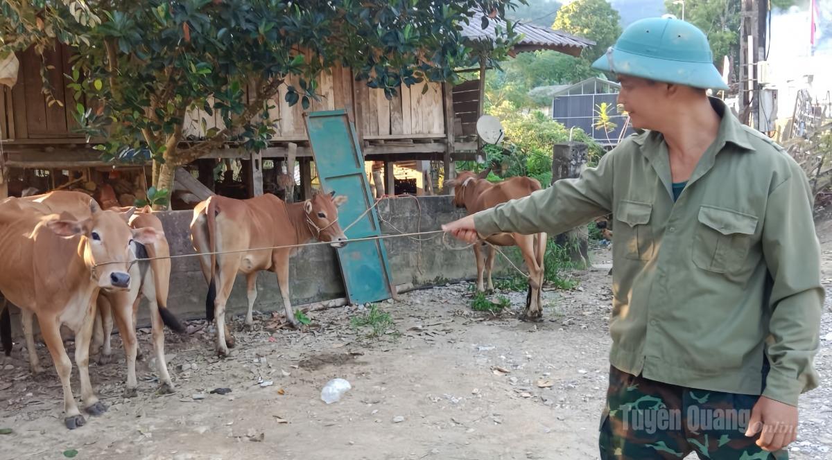 Người dân thôn Nà Tà nhận con bò giống.
