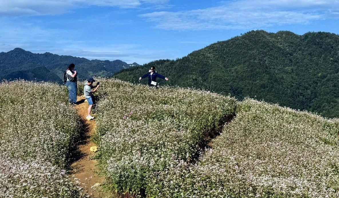 Early-season buckwheat flowers have begun to bloom at several stops in Lung Cu Commune, adding a touch of charm to visitors’ journey through the highlands.