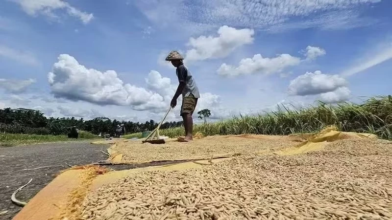 Indonesia is implementing measures to respond to the risk of El Niño. (Photo: Indonesian farmers drying rice beside a paddy field/ VNA)