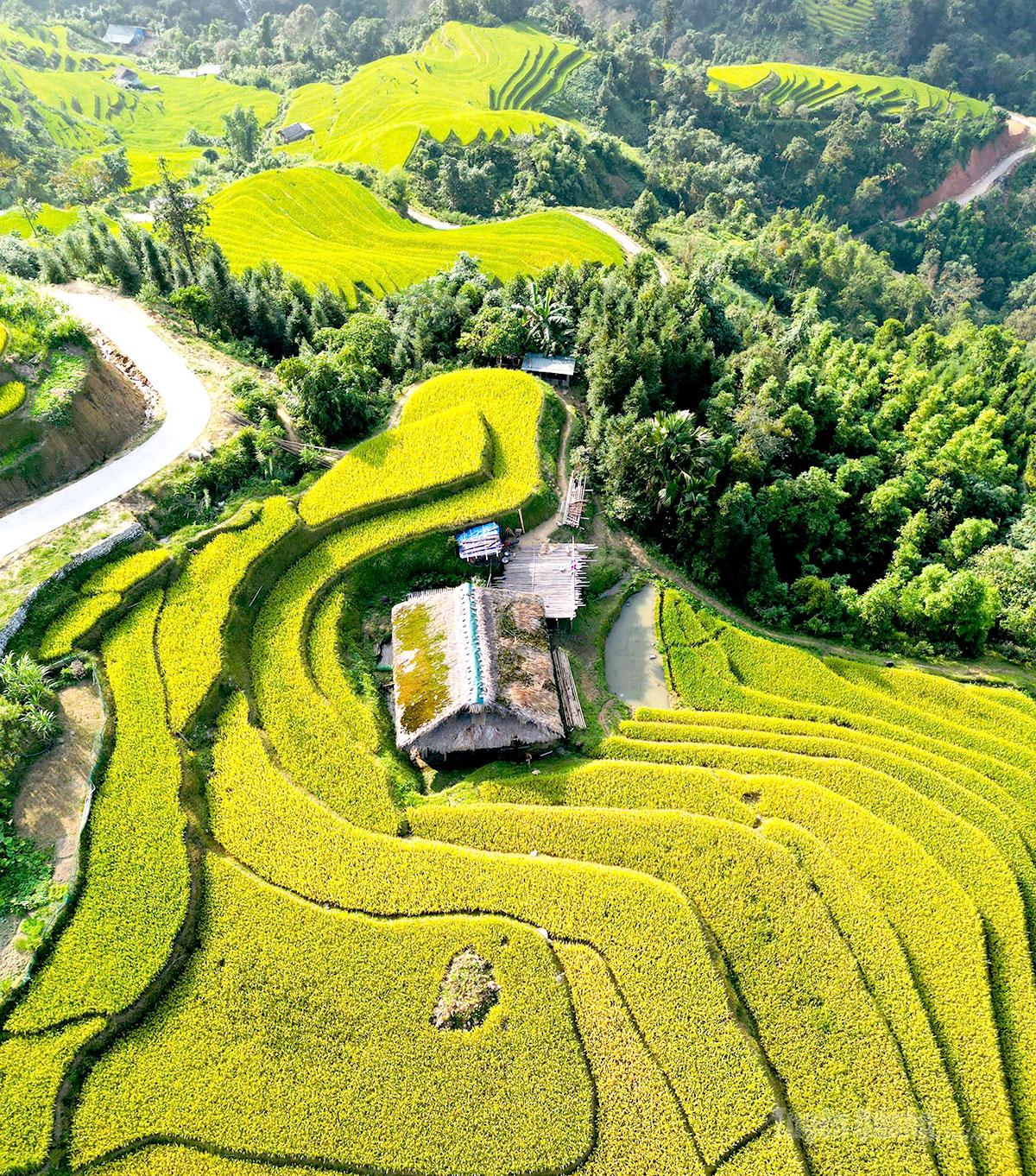 Lúa chín vàng quanh nếp nhà mái rêu dưới chân Tây Côn Lĩnh.