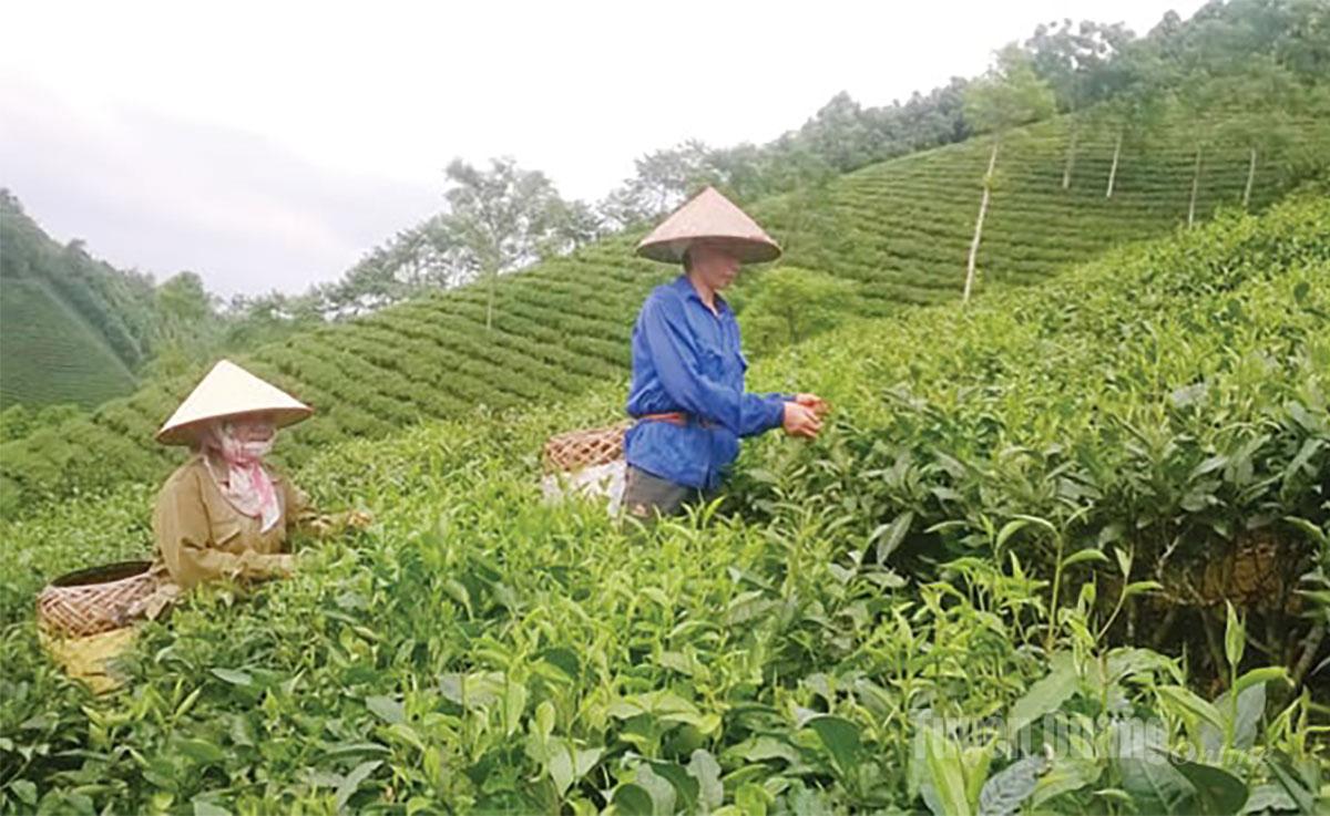 Người dân Trung Long thu hái chè.