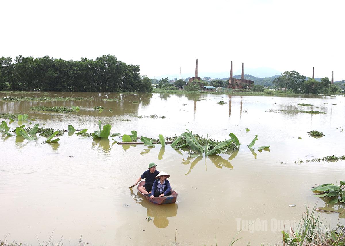 Người dân đánh bắt cá tại cánh đồng ngập nước ở tổ dân phố Trung Môn 12, phường Minh Xuân.