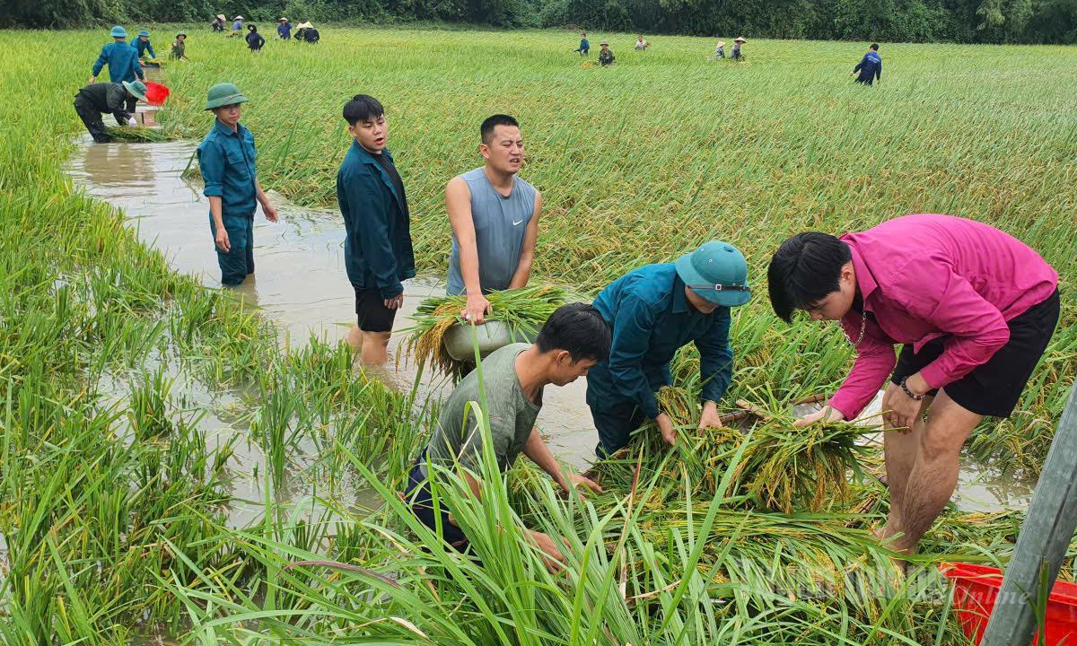 Lực lượng chức năng phường Phú Lâm hỗ trợ người dân thu hoạch lúa chạy lũ.