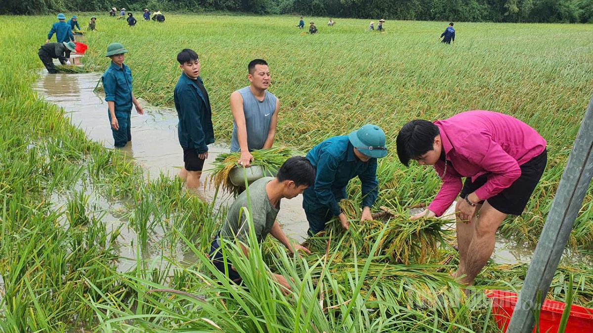 Lực lượng chức năng phường Phú Lâm hỗ trợ người dân thu hoạch lúa chạy lũ.