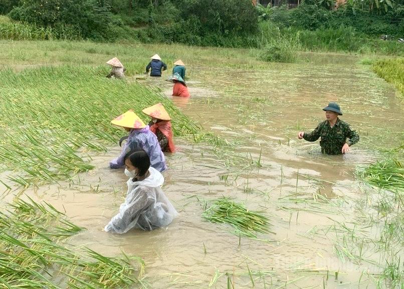 Đoàn viên thanh niên và lực lượng chức năng xã Hoà An hỗ trợ người dân thu hoạch lúa tại thôn Hạ Đồng.