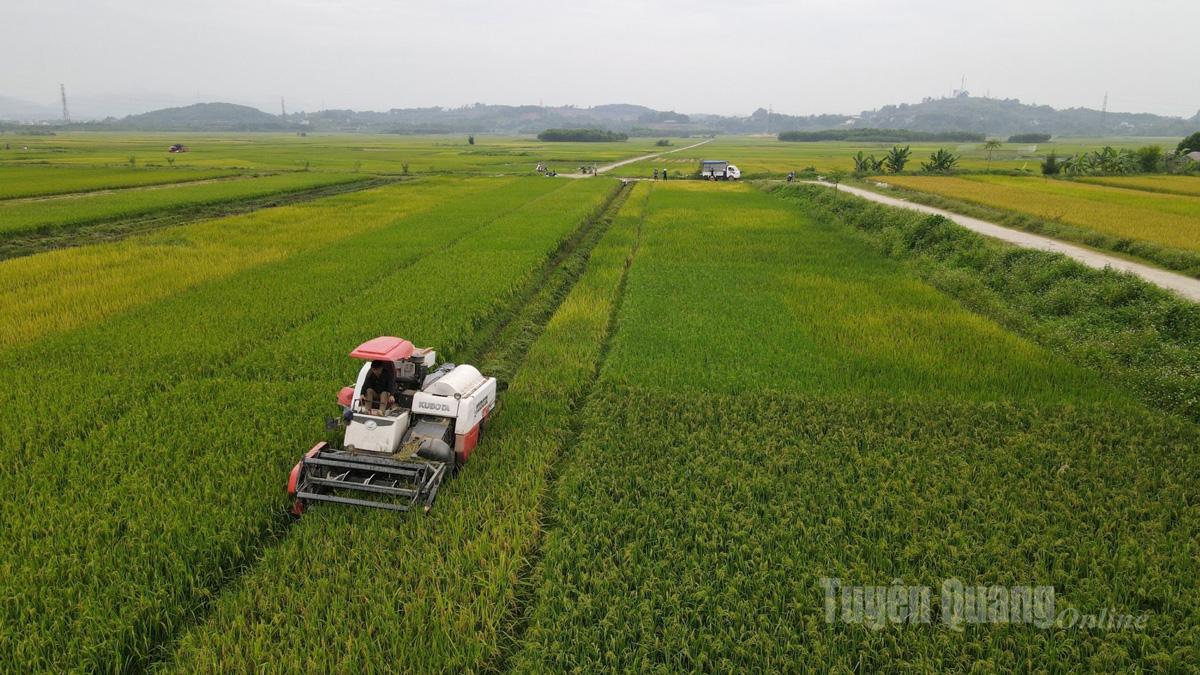According to the provincial Department of Agriculture and Rural Development, this year’s crop covers over 52,000 hectares of rice. So far, farmers across the province have harvested more than 10,000 hectares, reaching 18% of the plan.