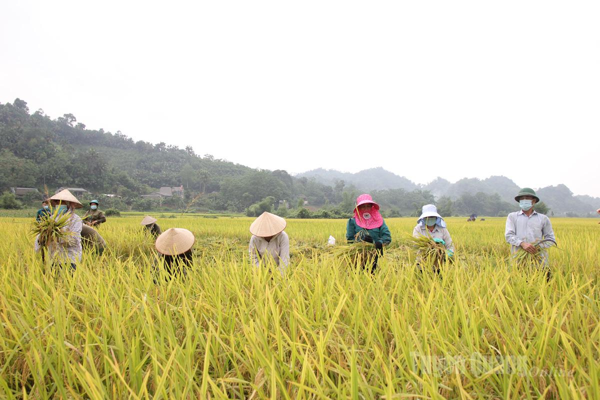 At this time, in early-harvest rice fields in communes such as Hoa An, Yen Nguyen, Kim Binh, Linh Ho, Bac Quang, and Thanh Thuy, the atmosphere is filled with urgency. Farmers head to the fields from early morning, taking advantage of every hour of sunshine to reap their crops.