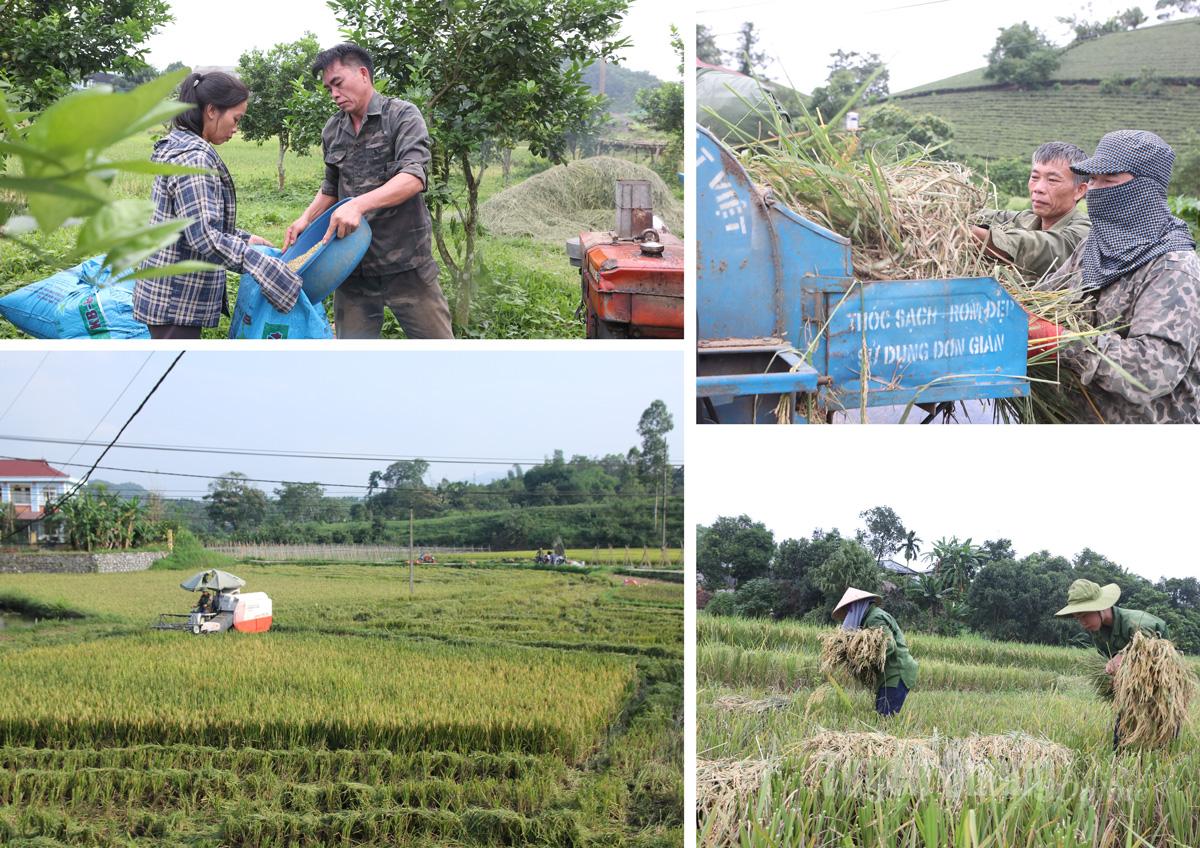 In Yen Son Commune, since the afternoon of October 3, residents have mobilized all available manpower and harvesters to the fields, focusing on gathering ripe rice.