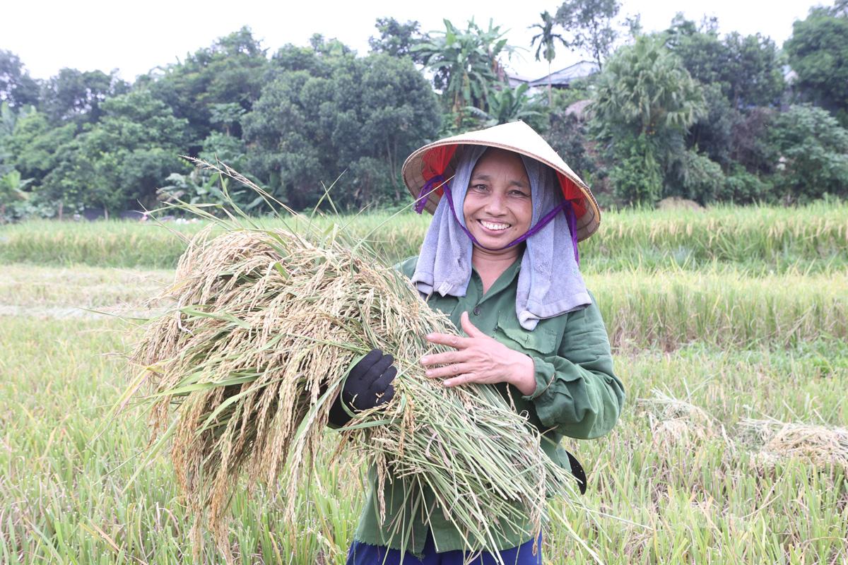 Mrs. Tran Thi Thao from Lam Luong hamlet, Yen Son commune, shared: “If we wait a few more days, the storm and rain will surely flatten the crop, causing serious losses. That’s why we decided to harvest early for safety.”