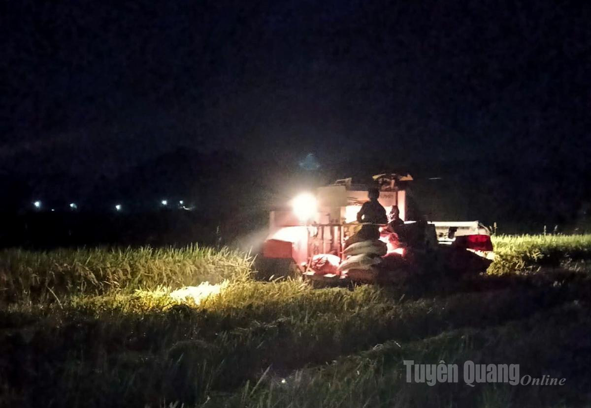 Not only during the day, but at night as well, combined harvesters are operating at full capacity to speed up the harvest for farmers in Kim Binh Commune, minimizing potential damage from Storm No. 11.
