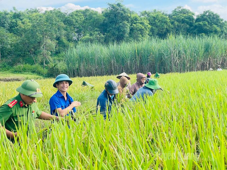 In Trung Ha commune, local officials and youth union members have joined residents in helping to harvest rice ahead of the storm.
