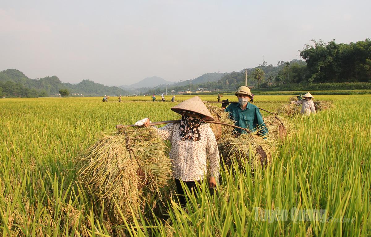 Farmers in Hoa An commune are also racing against time to complete their harvests.