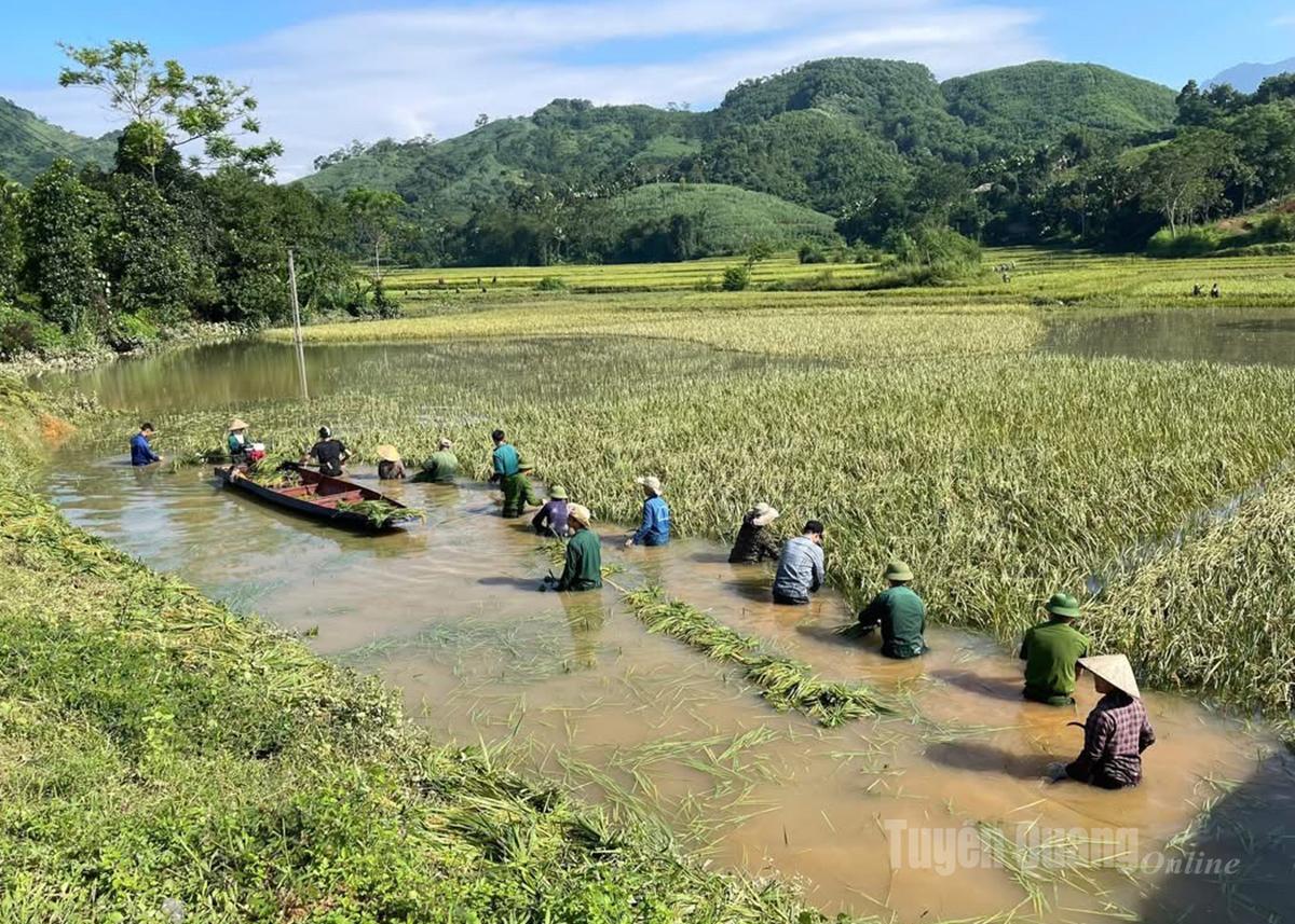 Forces in Bach Xa Commune help local people harvest rice from flooded fields.