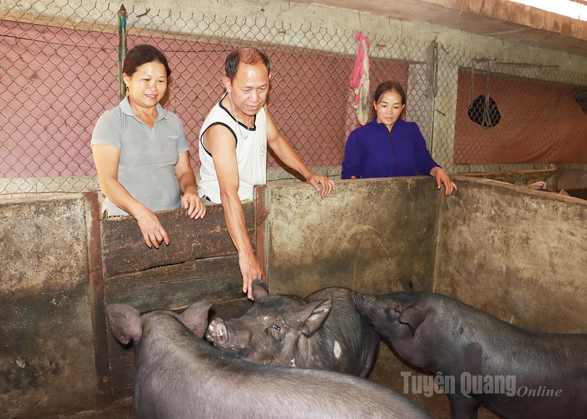 Chăn nuôi lợn đen bản địa giúp gia đình ông Vàng Chá Phừ, thôn Đầu Cầu 1, xã Cán Tỷ nâng cao thu nhập.