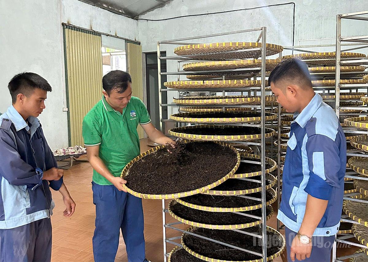 Anh Châm kiểm tra trà sau sấy. 