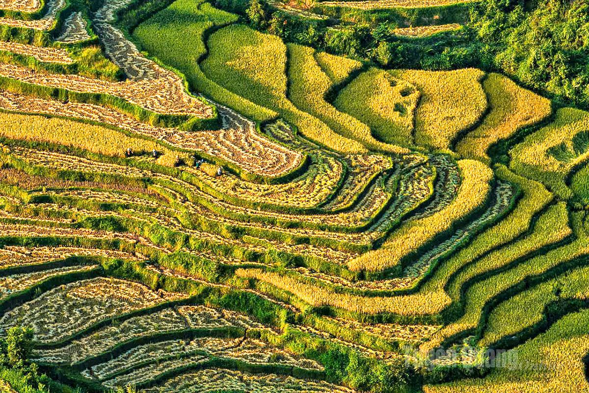 Golden waves layer the mountain slopes.