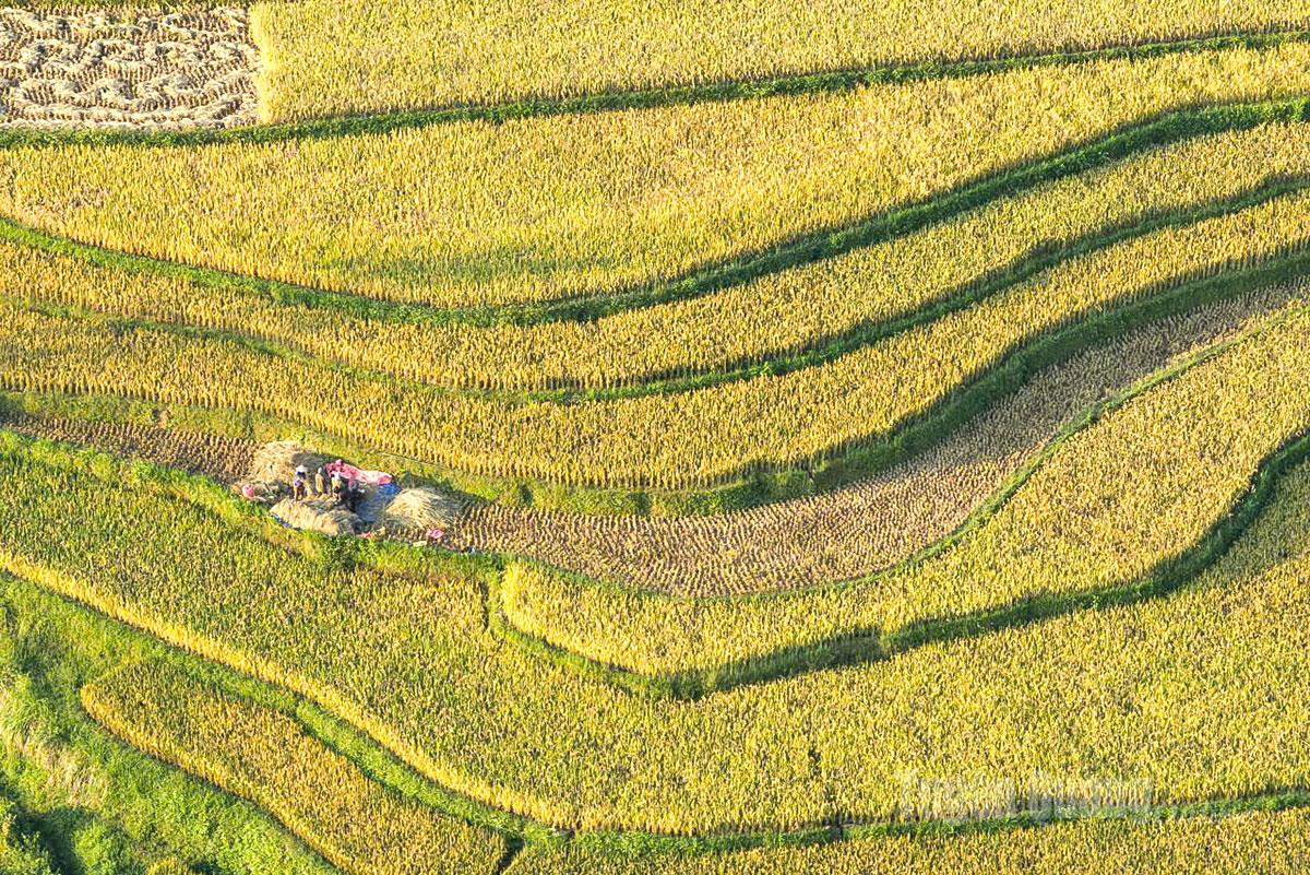 Rice harvesting and threshing activities in Hong Thai are still done manually.
