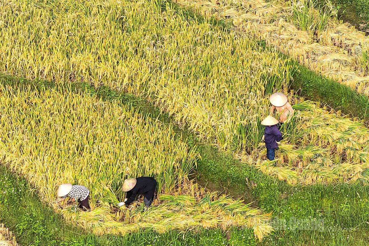 Farmers in Hong Thai take advantage of sunny days to gather in the fields for harvesting.