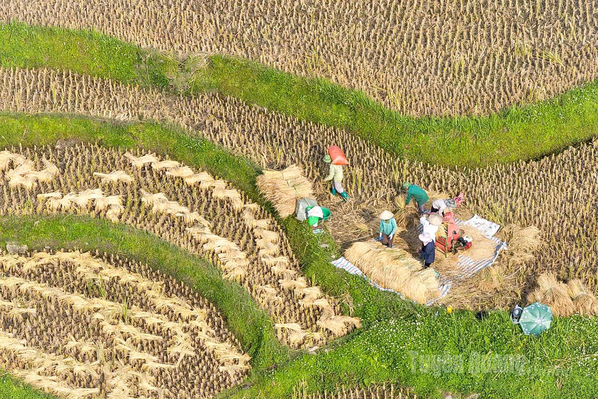 Locals thresh rice right in the fields, carrying each sack of paddy home to dry.